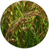 Rice Bran (Oryza sativa) Carrier Oil - RBDW
