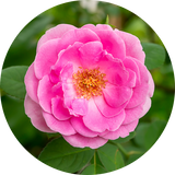 A close-up circular photo of a vibrant pink Rosa damascena bloom with green leaves and a soft blurred garden background.