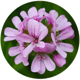 A circular close-up of light pink flowers with darker pink centres and green stems, set against a blurred green background.