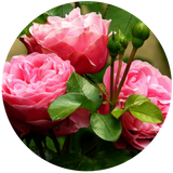 A close-up image of pink rose flowers with green leaves.