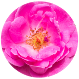Rose (Rosa damascena) Essential Oil - Bulgaria