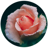 A close-up circular photo of a pale pink rose with water droplets on its petals, set against a dark green background.