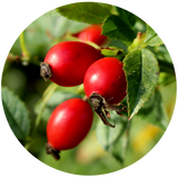 Rosehip Seed Carrier Oil - Cold Pressed - Organic