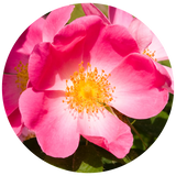 A close-up circular photograph of a bright pink dog rose bloom with a yellow center and green leaves in the background.