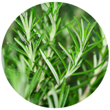 A circular close-up of fresh green rosemary sprigs with needle-like leaves on a white background.