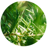 A circular close-up of green rosemary leaves on a stem, shown against a white background.