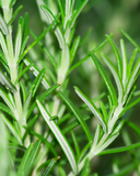 Close up of fresh green rosemary leaves.