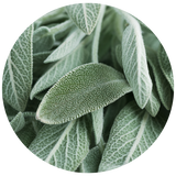 Sage (Salvia Officinalis) Essential Oil
