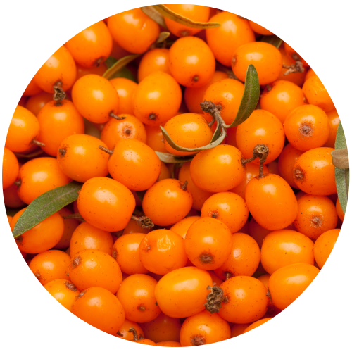 Sea Buckthorn Fruit (Hippophae rhamnoides) Carrier Oil - Cold Pressed
