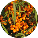Close-up of bright orange sea buckthorn berries on a branch with green leaves, shown in a circular crop against a dark background.