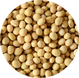 A circular close-up of many pale yellow soybeans filling the frame, with a white background visible around the circle.