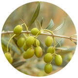 Squalane (Olive) Carrier Oil