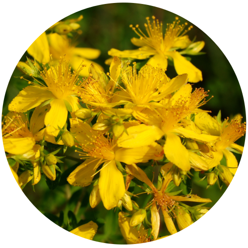 St. John’s Wort C02  Extract -  Diluted in Sunflower Oil