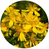 St. John’s Wort C02  Extract -  Diluted in Sunflower Oil