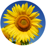 Sunflower Seed (Helianthus annuus) Carrier Oil - Mid Oleic - Refined