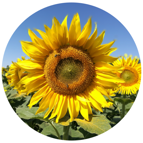 A circular close-up photo of a bright yellow sunflower in a field under a clear blue sky, with other sunflowers and green leaves blurred in the background.