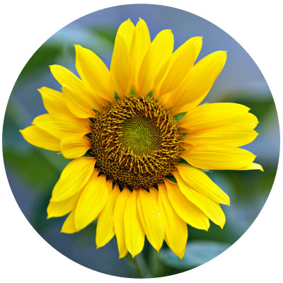 Sunflower Seed (Helianthus annuus) Carrier Oil - High Oleic - Refined - Organic