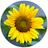 Sunflower Seed (Helianthus annuus) Carrier Oil - High Oleic - Refined - Organic