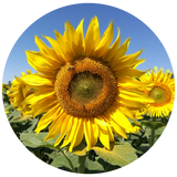 Sunflower Seed (Helianthus annuus) Carrier Oil - High Oleic - Refined