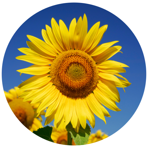 A circular graphic featuring a close-up sunflower with bright yellow petals and a brown-orange center against a blue sky background, with additional blurred sunflowers at the bottom.
