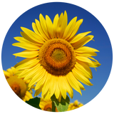 Sunflower Seed (Helianthus annuus) Carrier Oil - Mid Oleic - Refined