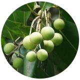 Tamanu (Calophyllum inophyllum) Carrier Oil - Virgin