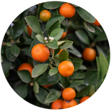 Tangerine (Citrus reticulata) Essential Oil