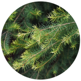 Close-up circular photo of the green needle-like tea tree plant branches with fine yellow-green tips on a white background.