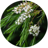 Tea Tree (Melaleuca alternifolia)
