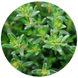 Thyme (Thymus vulgaris) Essential Oil - Red
