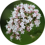 Valerian Root (Valeriana officinalis) Essential Oil