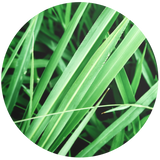 Vetiver ( Vetiveria zizanoides ) Essential Oil