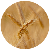Wheat Germ (Triticum aestivum) Carrier Oil - Refined