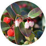 A circular close-up of Wintergreen with glossy dark green leaves, small red berries, and several pale pink bell-shaped flowers on a blurred natural background.