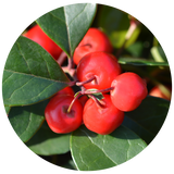 Wintergreen (Gaultheria procumbens) Essential Oil