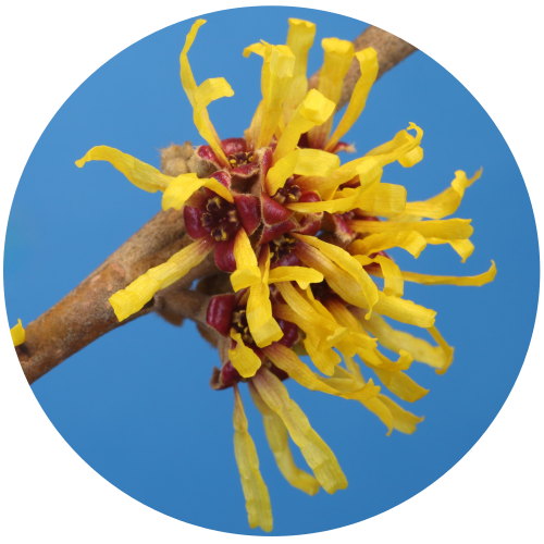 Witch Hazel (Hamamelis virginiana) Hydrosol Alcohol Free with 0.15% Benzoic Acid