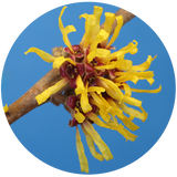 Witch Hazel (Hamamelis virginiana) Hydrosol Alcohol Free with 0.15% Benzoic Acid
