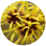 A circular close-up of bright yellow curled Witch Hazel flower petals with dark reddish-brown centers, shown against a white background.
