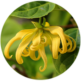 YLANG YLANG III (Cananga odorata) Essential Oil