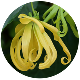 A close-up circular photo of a yellow Ylang Ylang  flower with long, curling petals and green leaves against a dark green background.