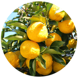 Yuzu (Citrus junos) Essential Oil