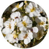 Abyssinian (Crambe abyssinica) Seed Carrier Oil - Refined- RBWD