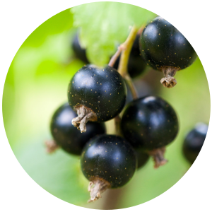 Black Current Seed (Ribes nigrum) Carrier Oil- Refined
