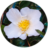 Camellia Seed (Pouteria sapota) Carrier Oil