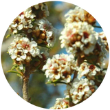 Fragonia (Agonis fragrans) Essential Oil