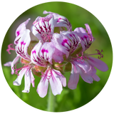 Geranium (Pelargonium graveolens) Essential Oil - Egypt
