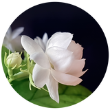 A close-up of a white jasmine Sambac flower with green buds and leaves, framed within a circular border against a dark background.