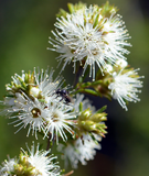 Kunzea (Kunzea ambigua) Essential Oil