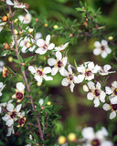 Lemon Tea Tree Essential Oil close up.