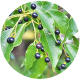 Ravintsara (Cinnamomum camphora) Essential Oil